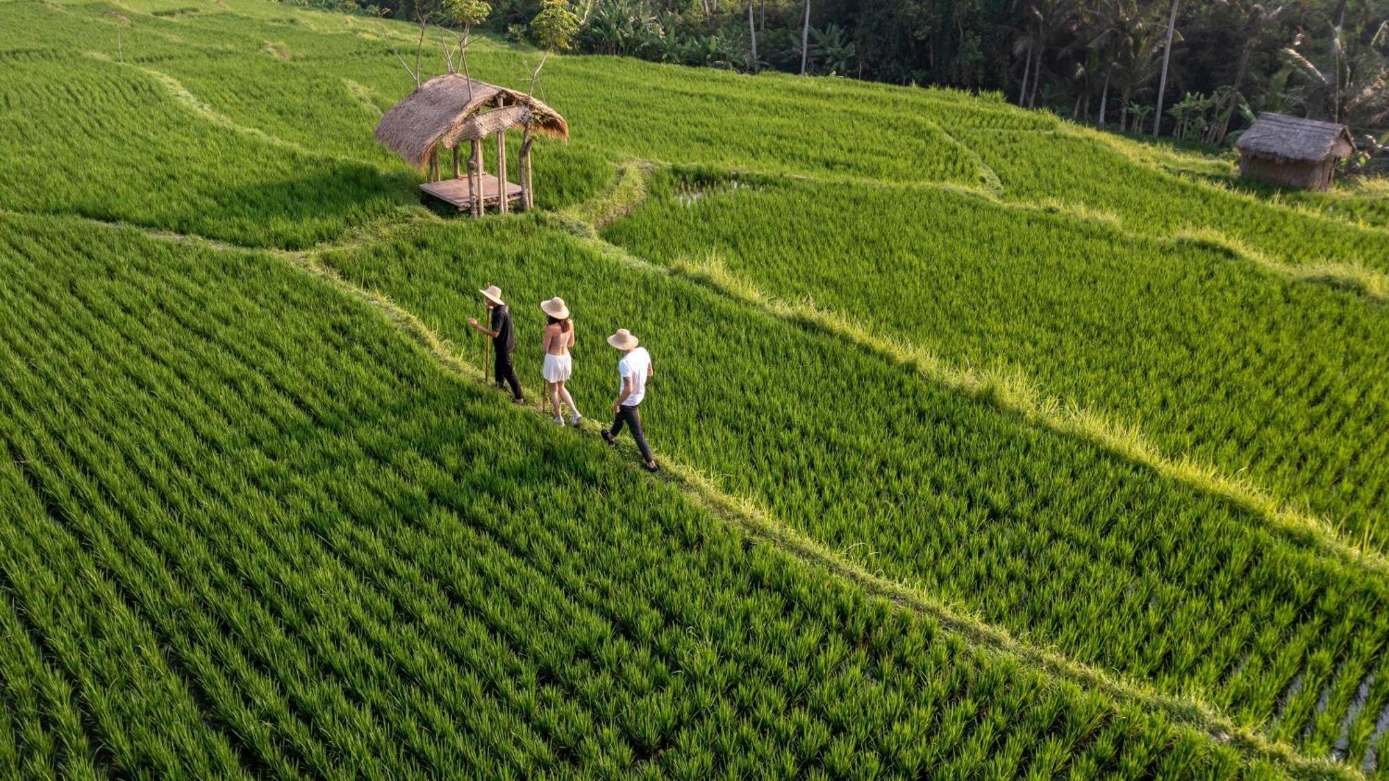 우붓 뉴 발리 리조트&스파 외부 사진 Rice fields in Chiang Mai, Thailand